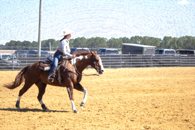 people and horses at the Sunbelt Ag Expo